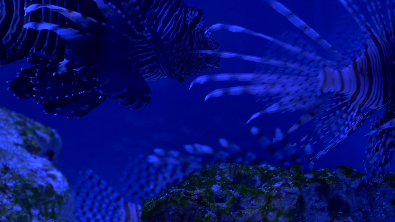 Lionfish on a blue aquarium, animal, wildlife, underwater, fish, swimming, and aquarium