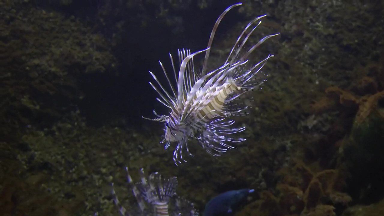 Lionfish swimming in the water, animal, wildlife, underwater, fish, and aquarium