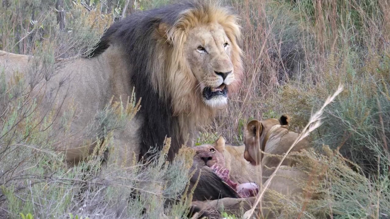 Lions eating from a wildebeest, wildlife, eating, africa, meat, and lion