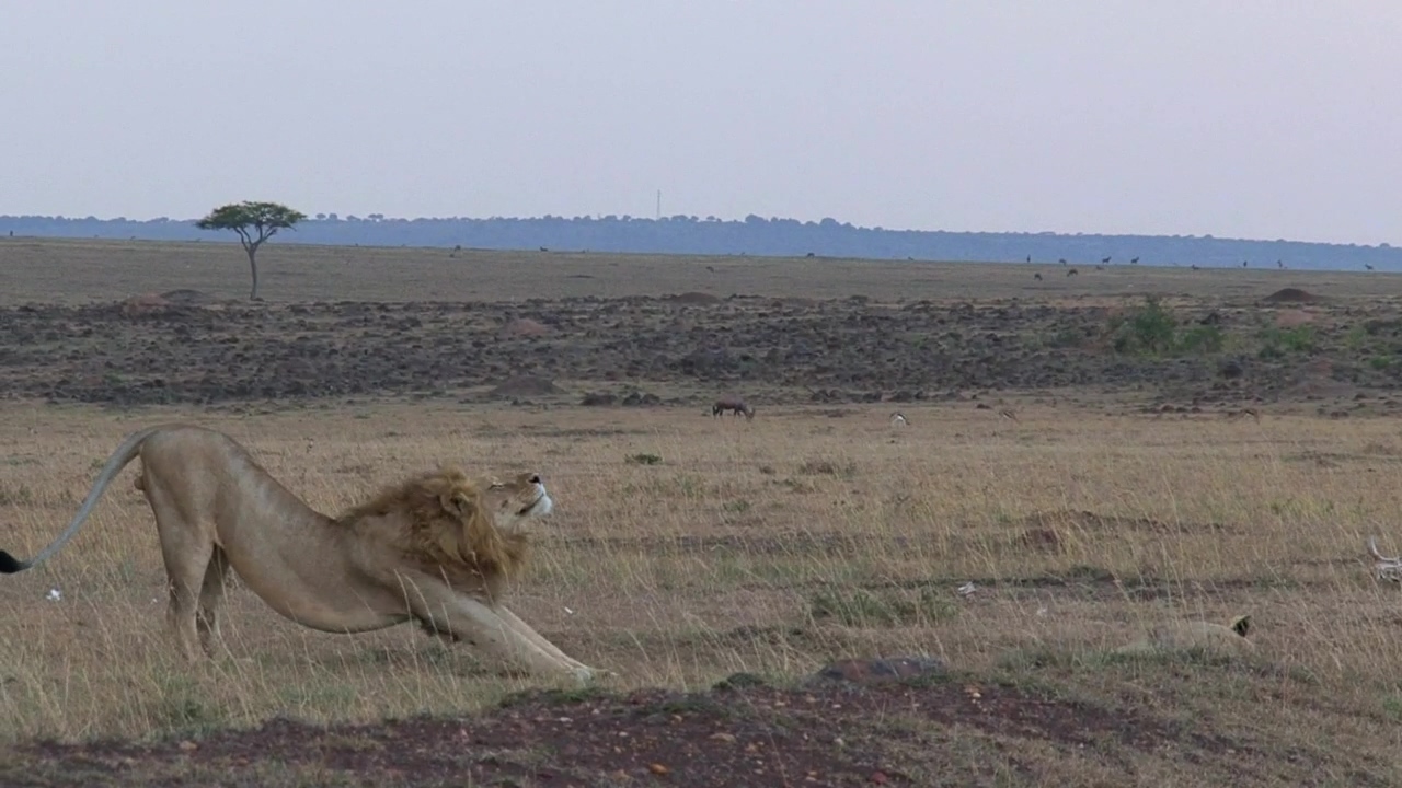 Lions resting on the savanna, animal, wildlife, africa, savanna, and lion