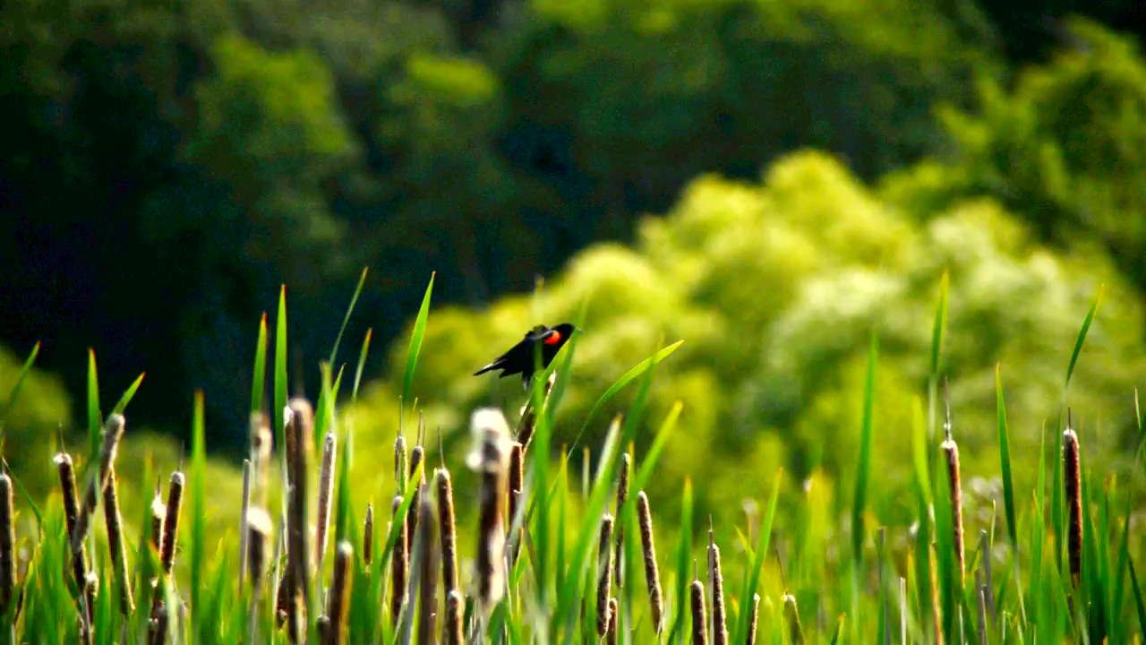 Little bird on a spring day, wildlife, green, bird, spring, animals, seasons, and life