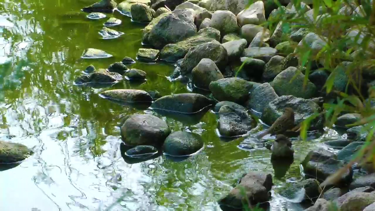 Little birds bathe in the stream of a park #water #wildlife #rock #bird #birds