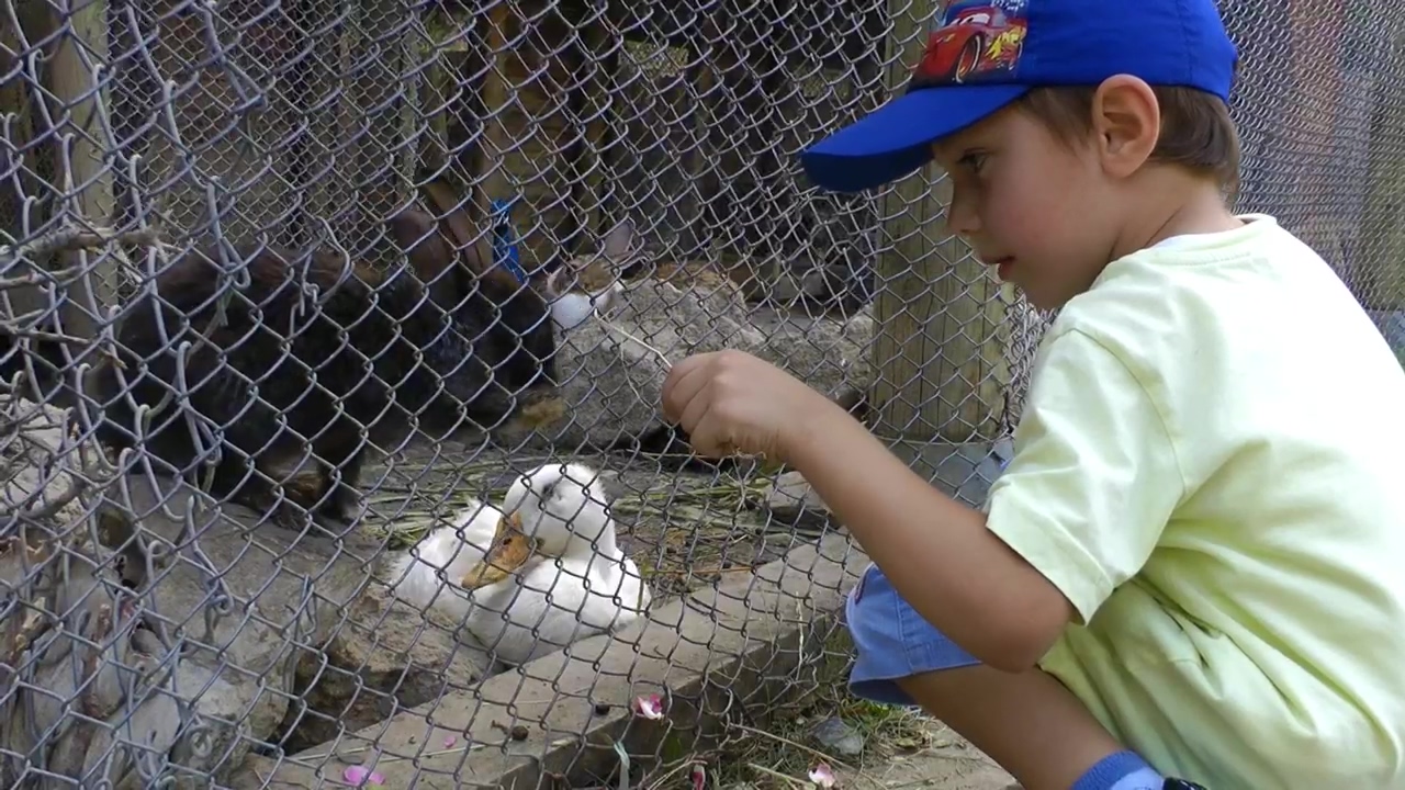 Little boy feeding rabbits in a cage, animal, farm, kid, zoo, farmer, and duck