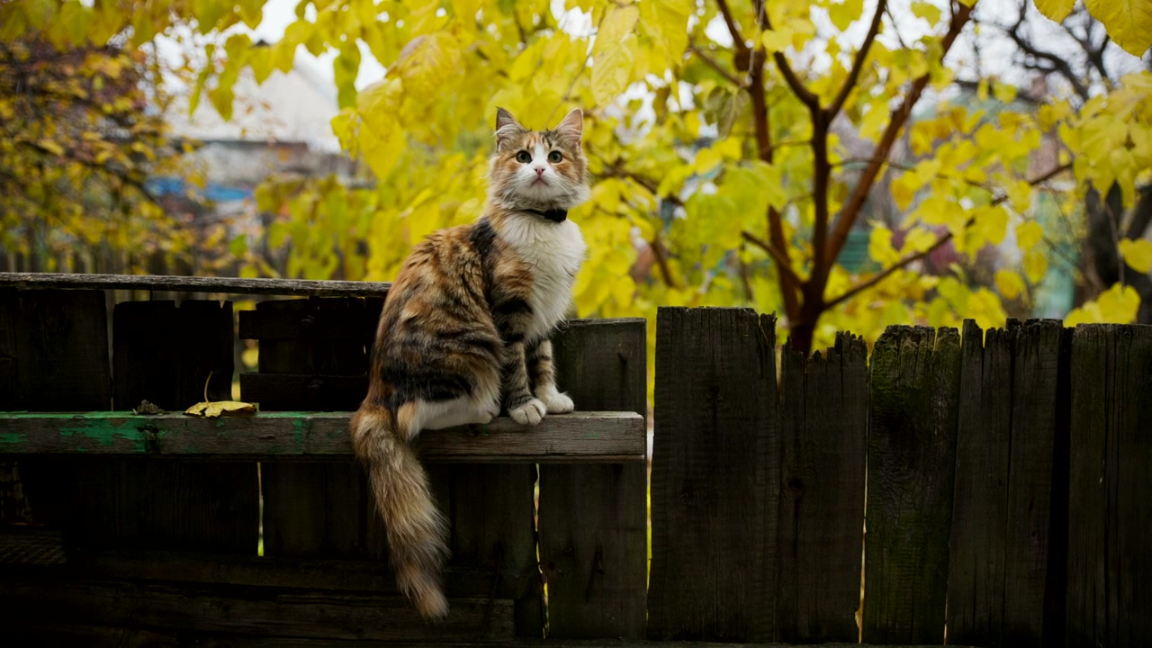 Little cat on a fence in the gaden, animal, pet, garden, cat, cute, and pets