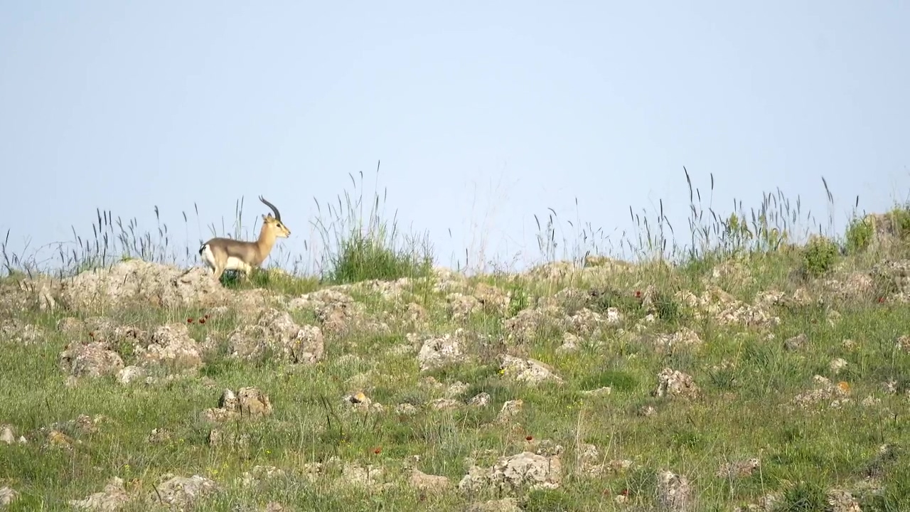 Little deer walking in the mountain, animal, wildlife, deer, and antelope