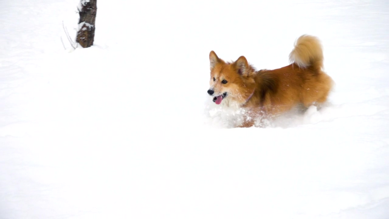 Little dog running in the snow, animal, winter, snow, happy, and dog