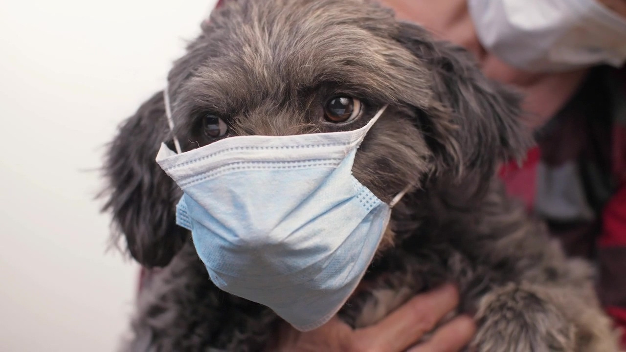 Little dog wearing a mask, dog, coronavirus, covid-19, pet, face mask, mask, corona, pet owner, and dog owner