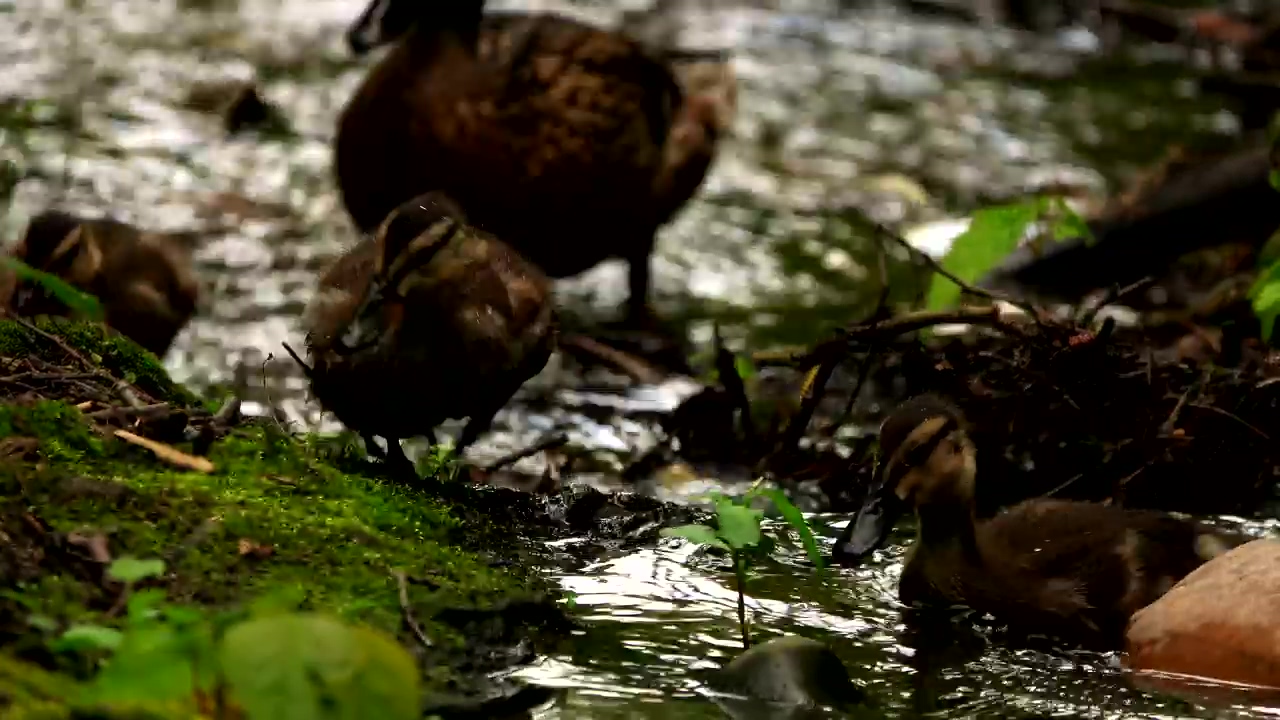 Little ducks walk in a stream in the forest, water, animal, wildlife, wild, and duck