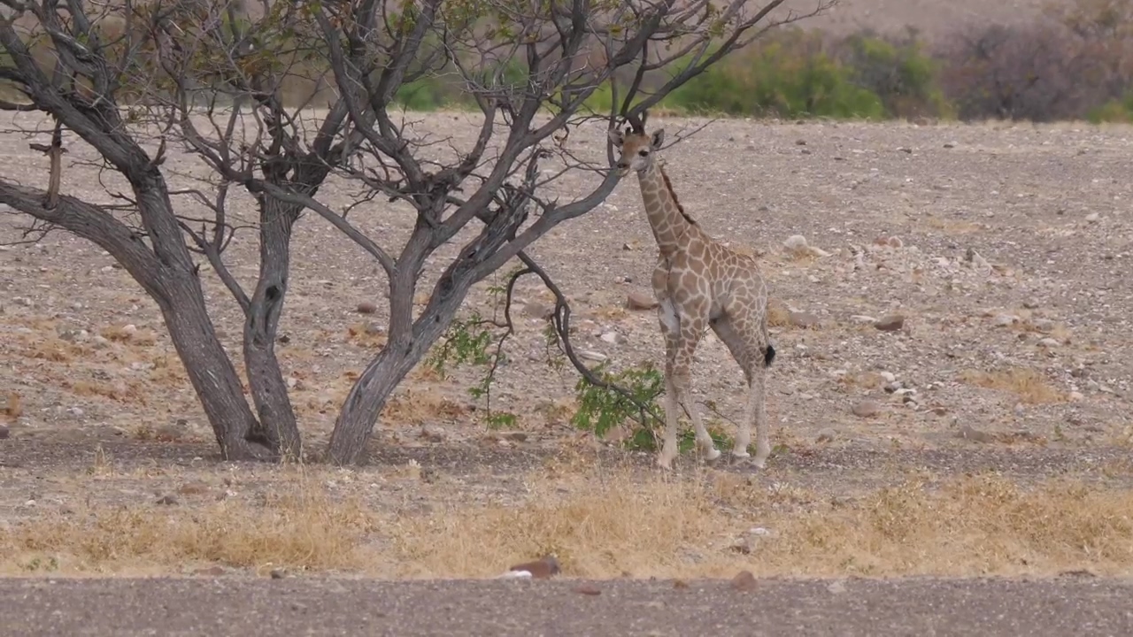 Little giraffe looking for food #animal #wildlife #africa #savanna #giraffe