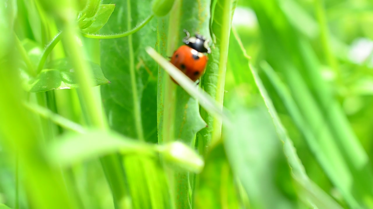 Little ladybug walking through grass, insect, spring, and plants