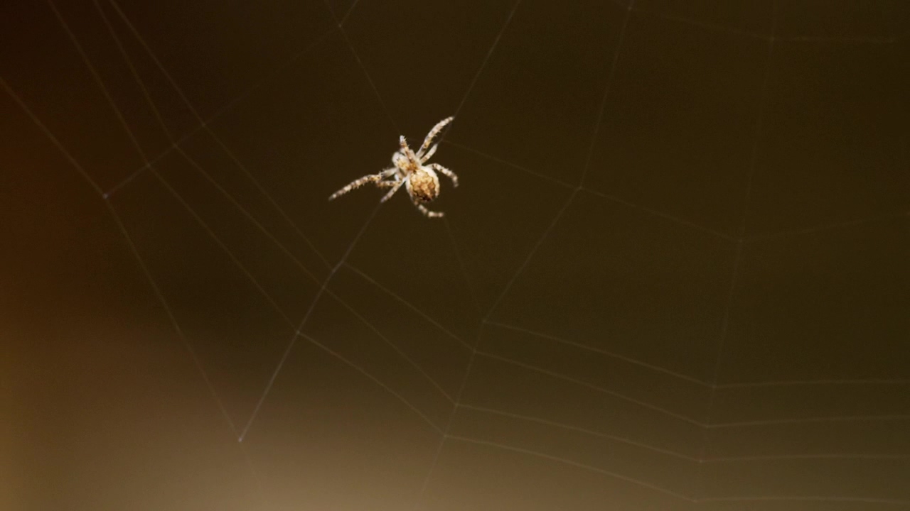 Little spider creating a web, animal, wildlife, insect, and spider