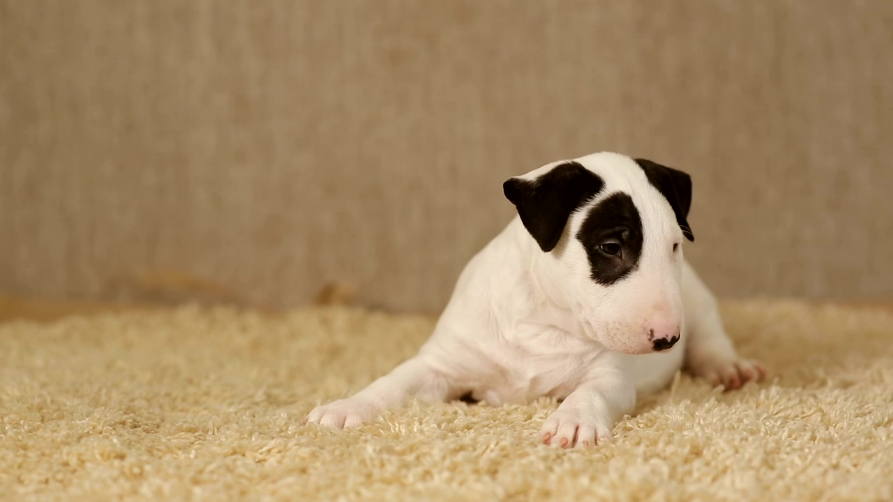 Little white puppy bull terrier, animal, dog, baby, pet, cute, and puppy