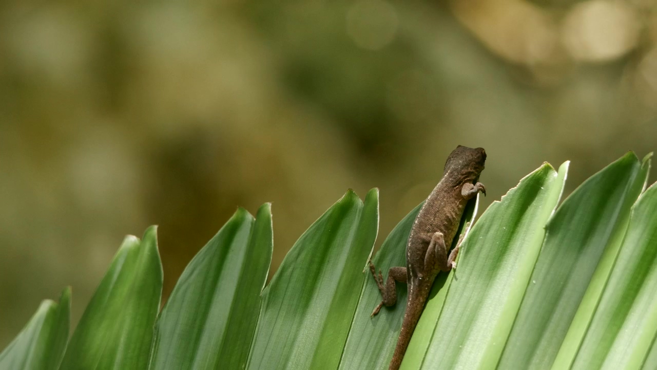 Lizard hiding on a fern #nature #wildlife #plant #reptile #lizards