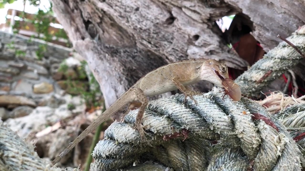 Lizard on a rope, animal, wildlife, and rope