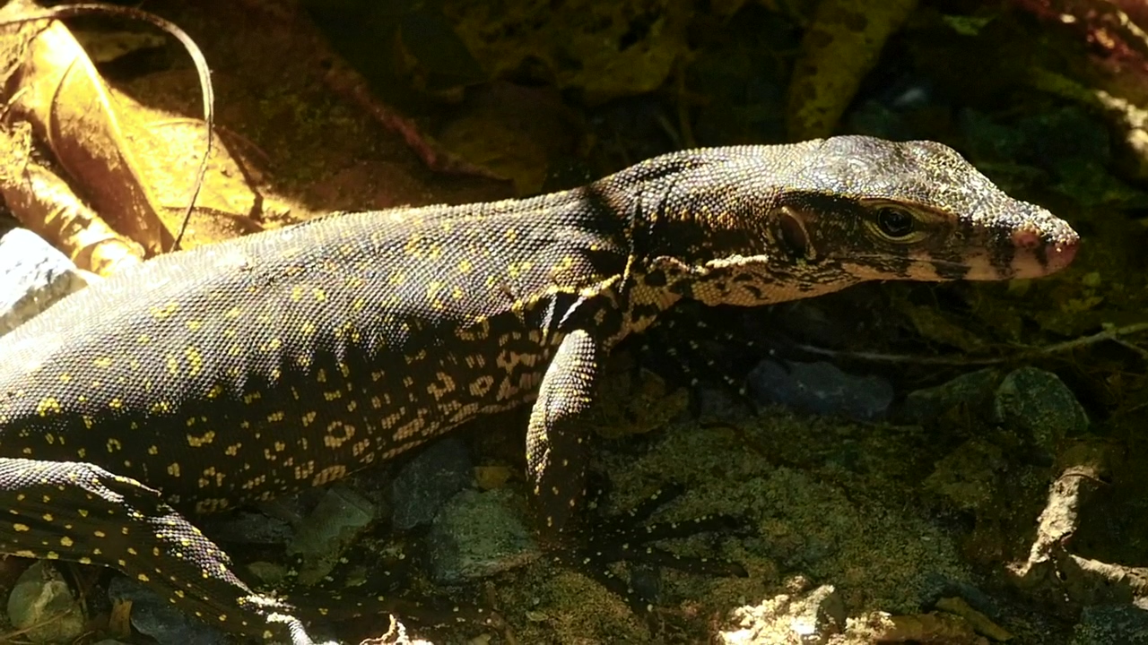 Lizard taking a sunbath, animal, wildlife, and ground