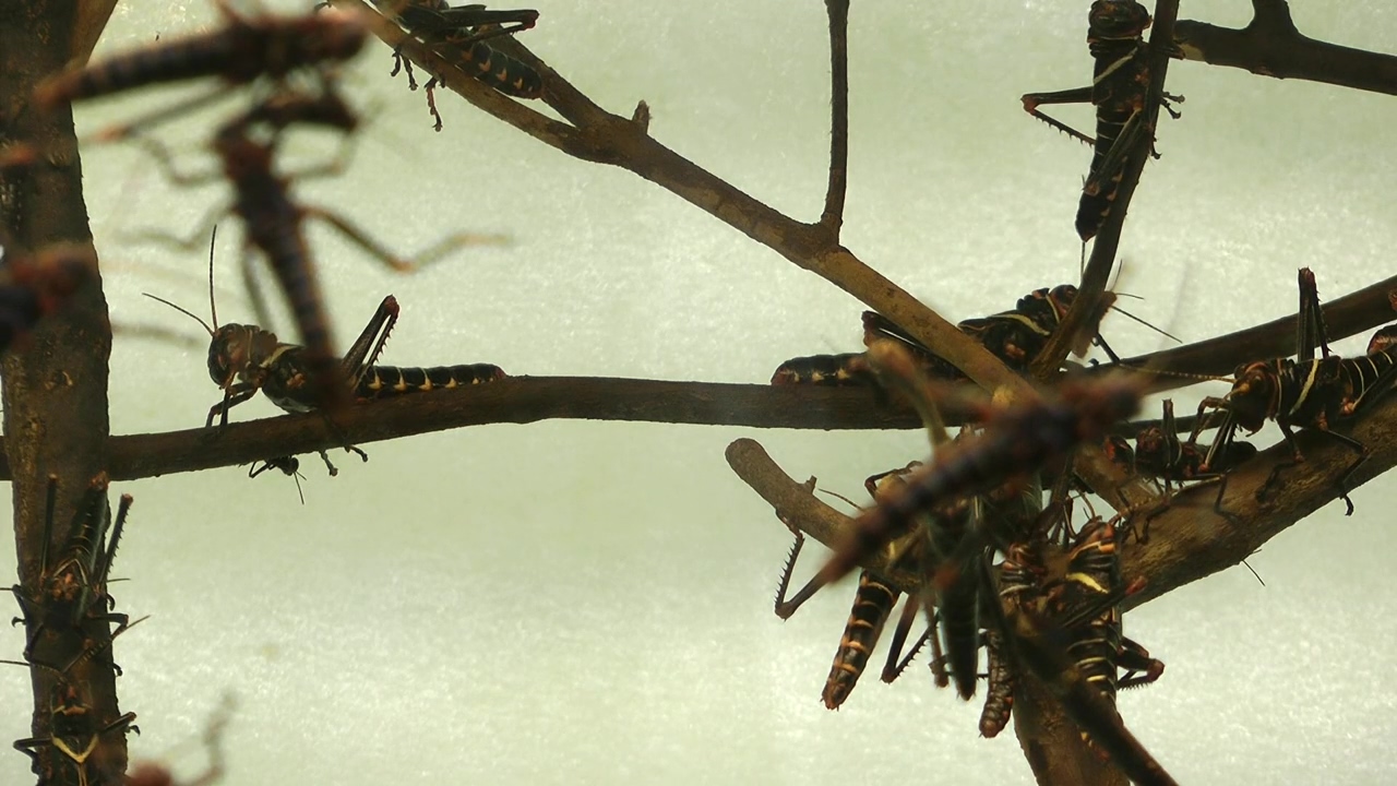 Locusts perched on branches, nature, insect, locusts, and locust