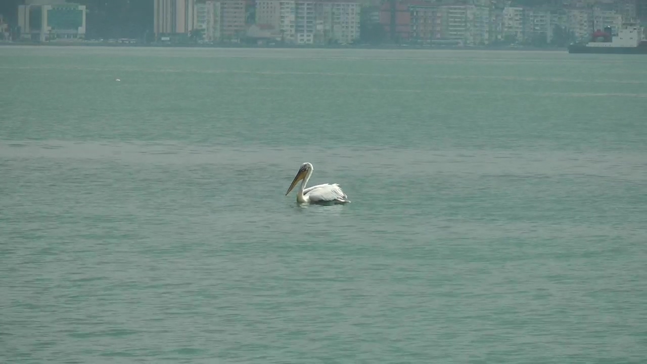 Lonely stork in the sea, animal, sea, wildlife, bird, and wild