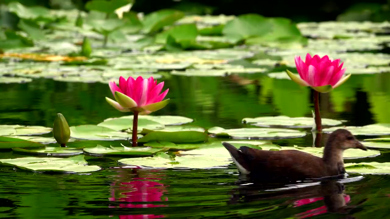 Lotus flowers and ducks on a calm lake, animal, lake, flower, relax, flowers, leaves, duck, and calm