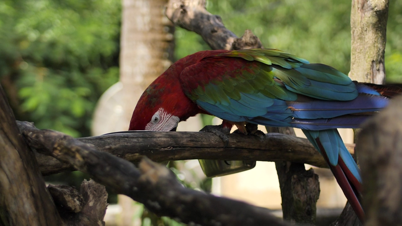 Macaw parrot of red, blue and green colors, feeding on a tree branch, in captivity on a sunny day