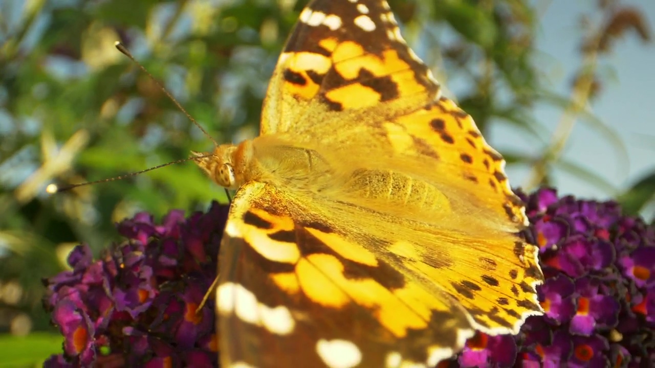 Macro shot of a summer butterfly, nature, summer, and butterfly