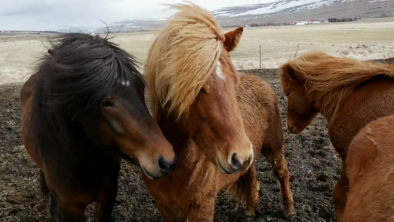 Majestic horses in the wind, animal, farm, wind, horse, and horses