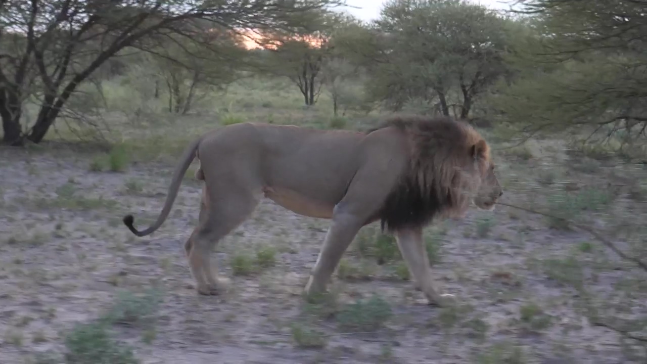 Male lion walking in the savanna, animal, wildlife, walking, dangerous, africa, savanna, and lion