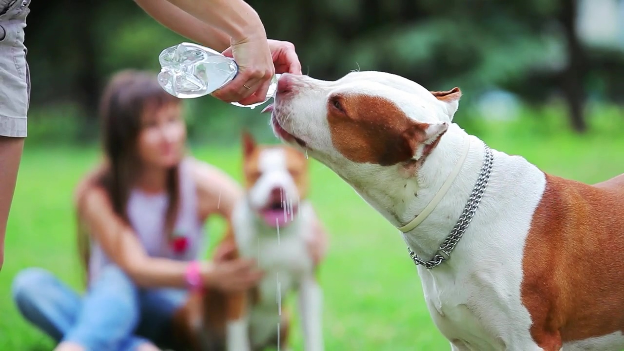 Man gives his dogs water to drink from a bottle, girl, drink, park, dog, pet, pet owner, dog owner, drinking water, and drink water