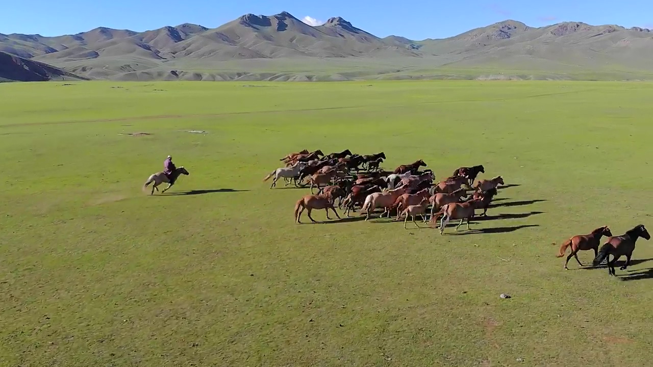 Man on horseback trying to catch free wild horses on a plain, freedom, horse, cowboy, and horses