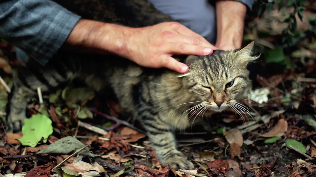 Man petting a cat in nature, animal, pet, cat, and pet owner