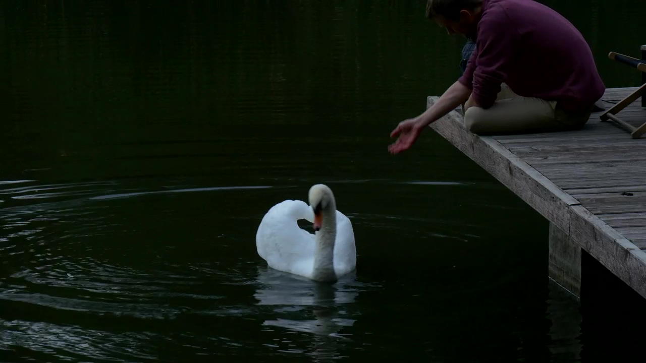Man sitting in the lake dock playing with swan, man, animal, lake, bird, and swan
