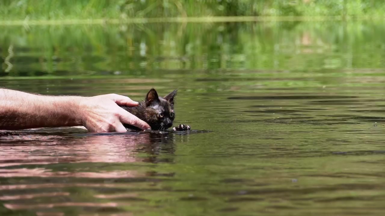 Man teaching little cat to swim in a river, wildlife, cat, swimming, teaching, and swim