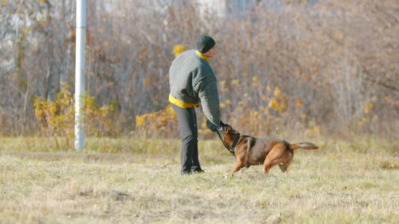Man training a dog, outdoors, training, dog, security, and police