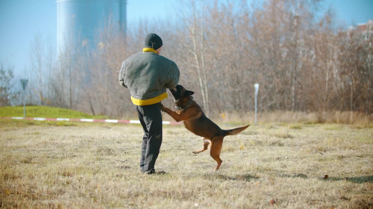 Man training his dog by biting a protective jacket, dog, dog owner, and security