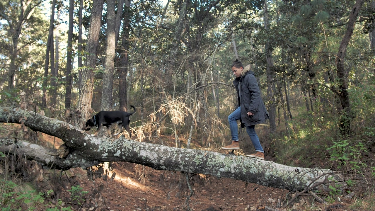 Man walking over a fallen tree in a forest with his dog