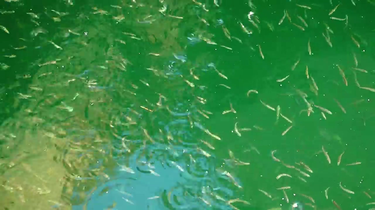 Many fish swimming in a lake, nature, water, animal, lake, and fish