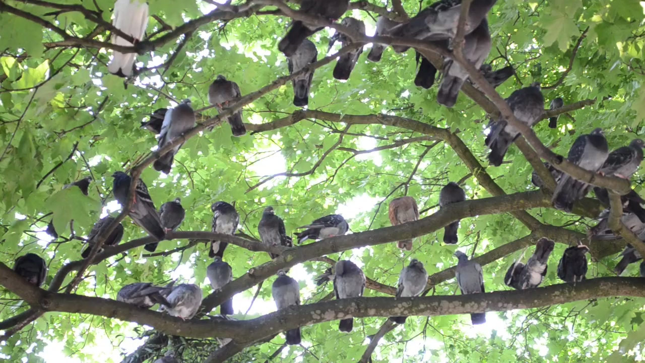 Many pigeons perched on the branches of a tree, wildlife, tree, bird, trees, and birds