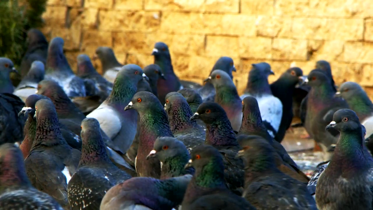 Many pigeons together on the street, slow motion, animal, street, bird, and birds