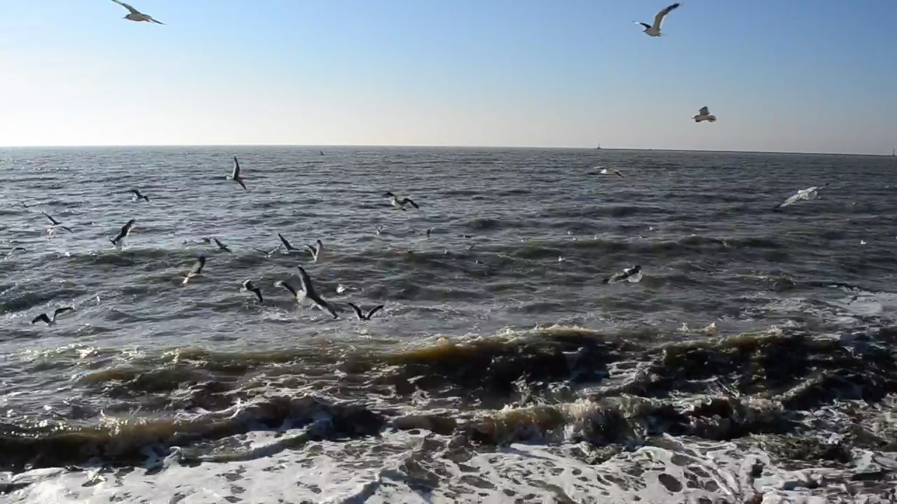 Many seagulls flying on the seashore #nature #sea #wildlife #seashore #skyline #wave