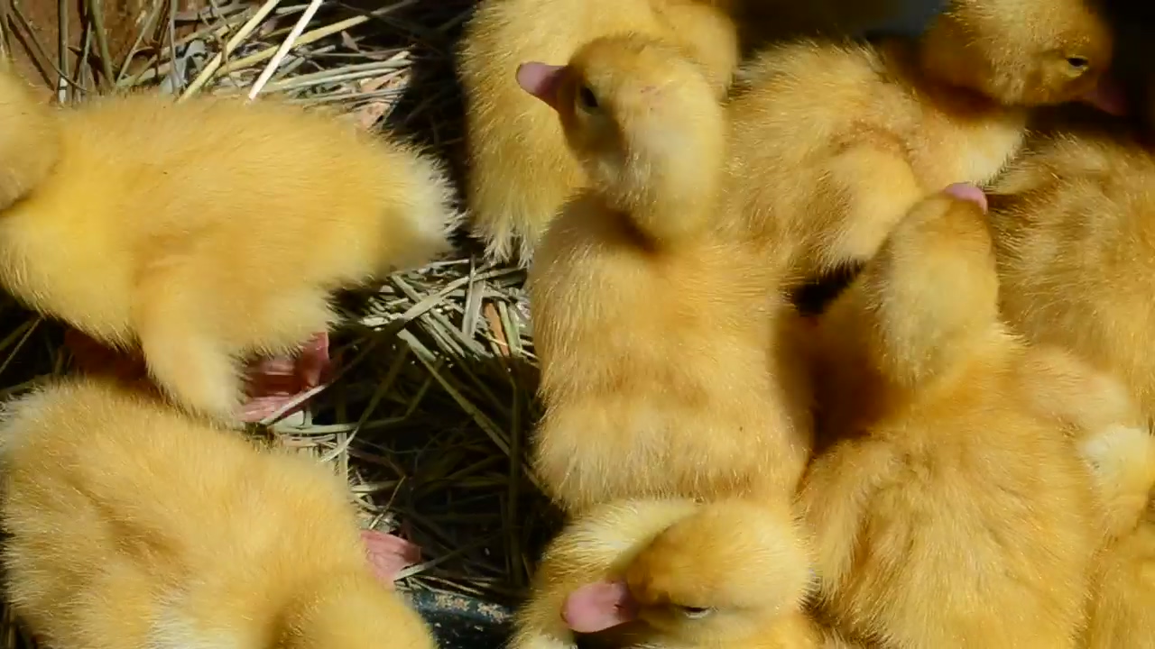 Many yellow baby chickens, close up, farm, farmer, chicken, and farming