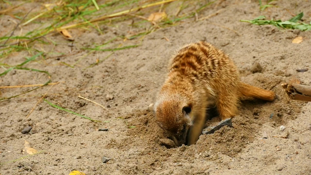 Meerkat diggin a hole in the sand, animal, wildlife, sand, and africa