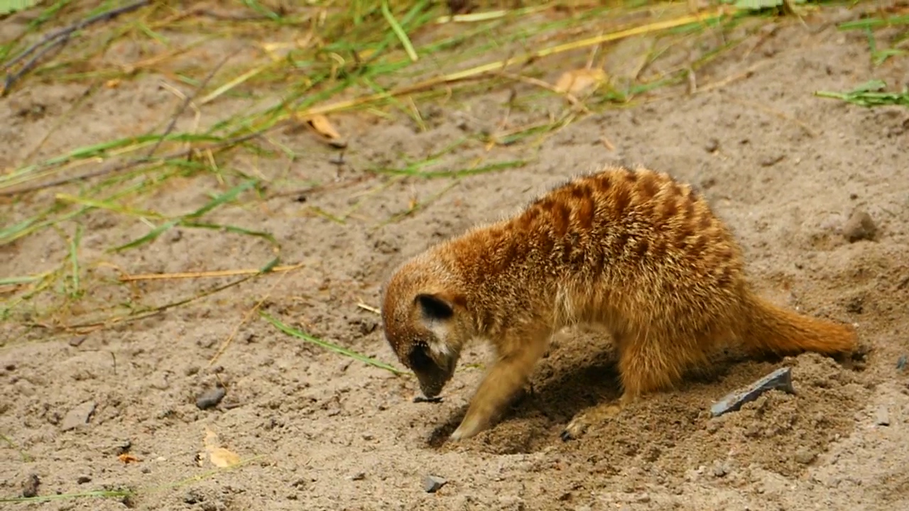 Meerkat digging a hole in the sand, animal, wildlife, sand, and africa