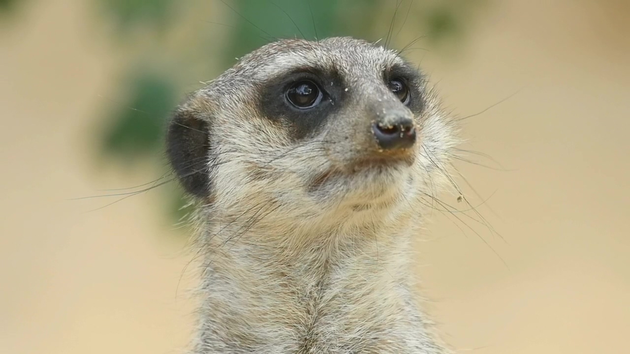 Meerkat head closeup, animal, wildlife, and africa