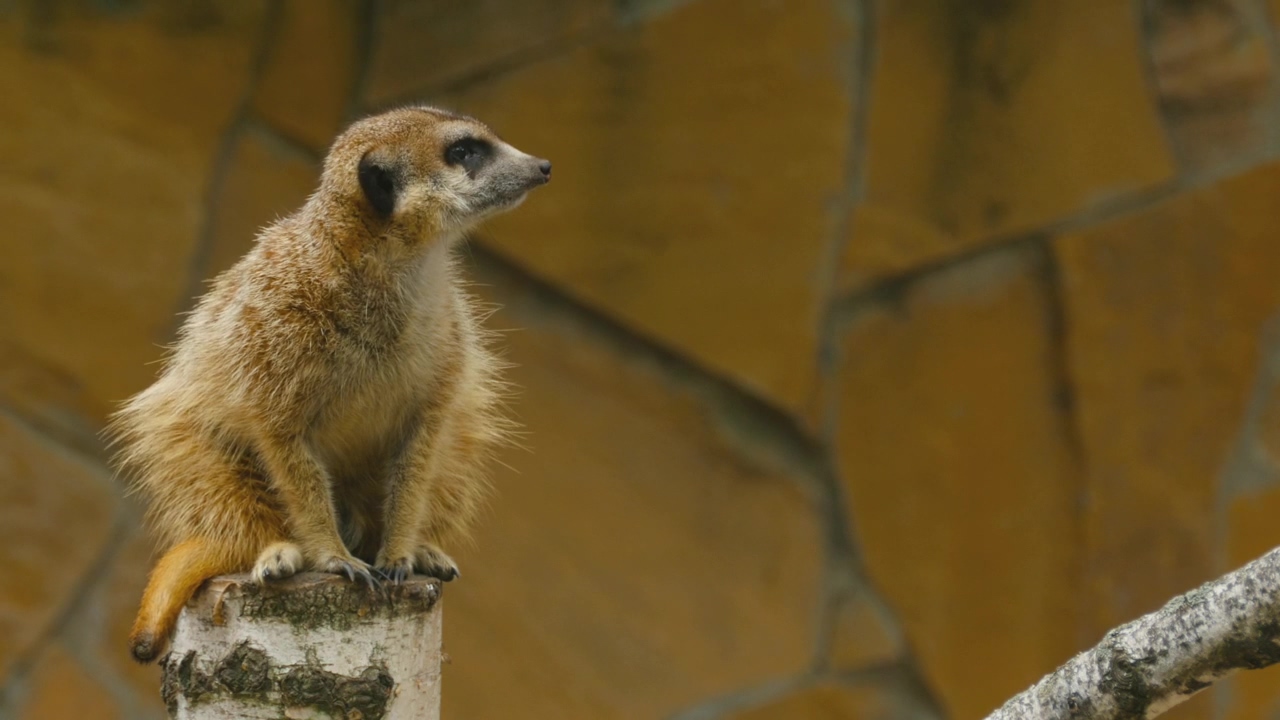 Meerkat on a tree log, animal, wildlife, and africa
