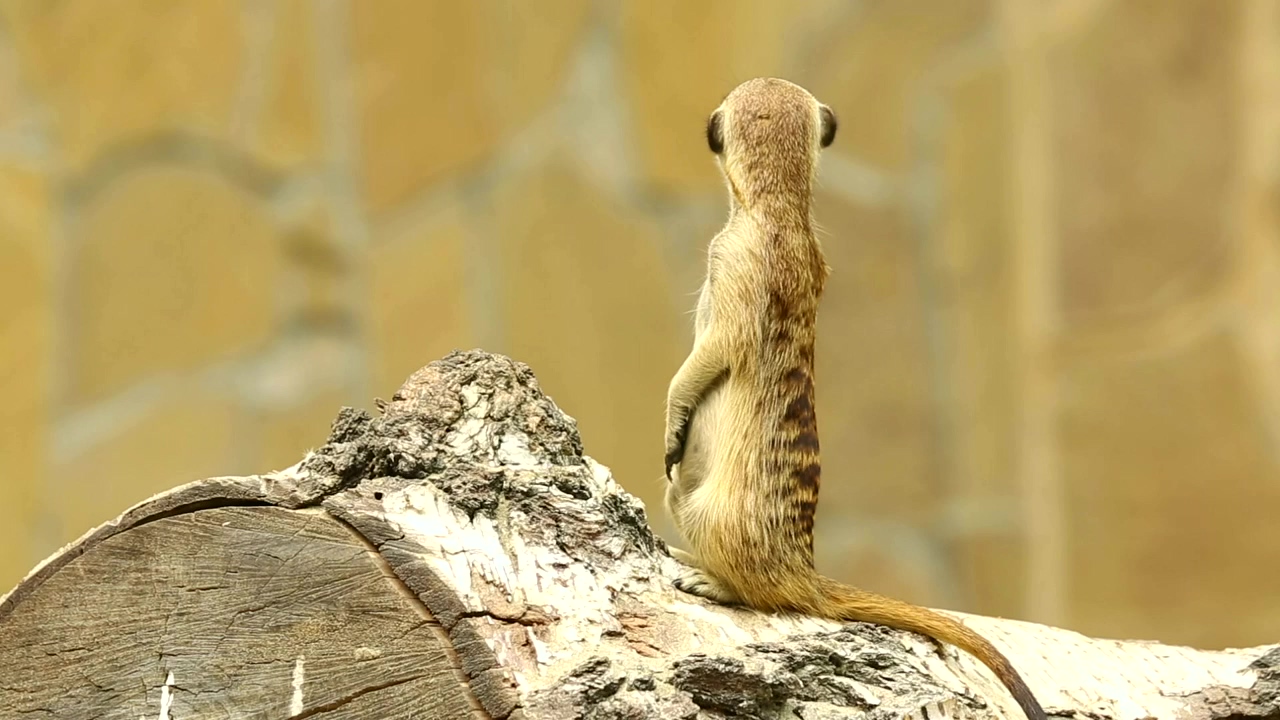 Meerkat on a wood log, animal, wildlife, and africa