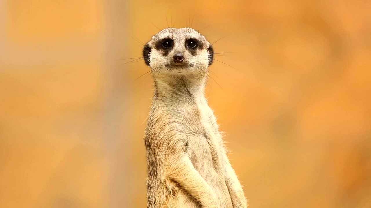 Meerkat on alert, nature, animal, and wildlife