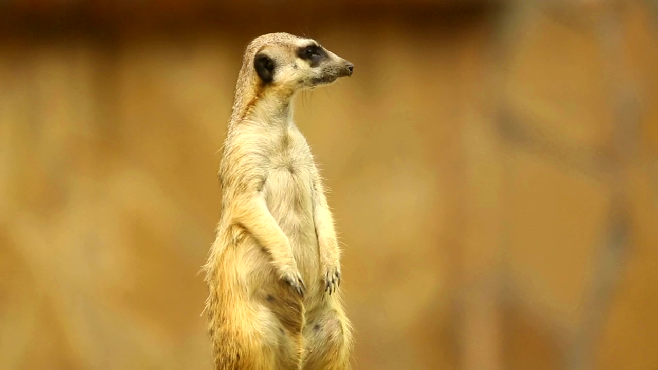 Meerkat on looking around, animal, wildlife, and africa