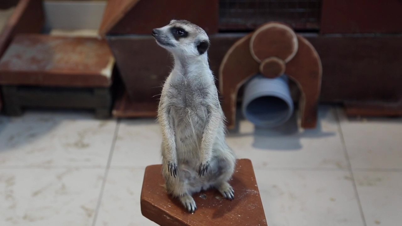 Meerkat perched on a stool looking around, animal, zoo, and meerkat