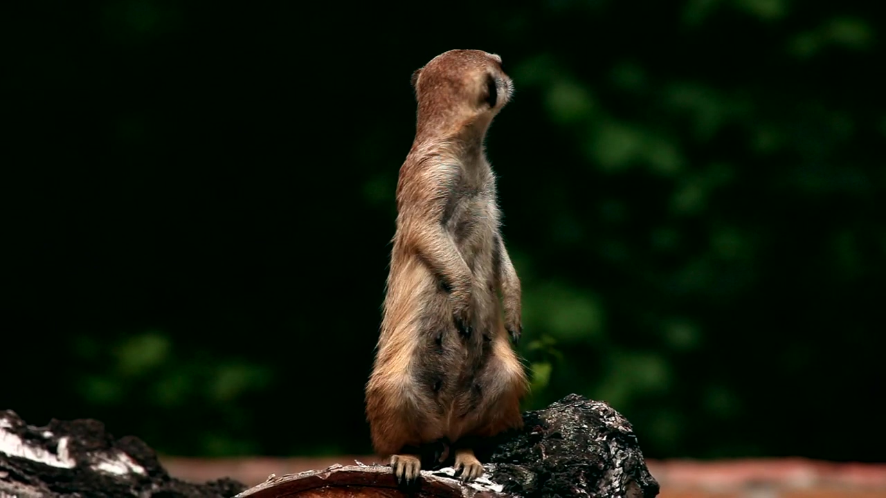 Meerkat standing on his feet #animal #wildlife #zoo