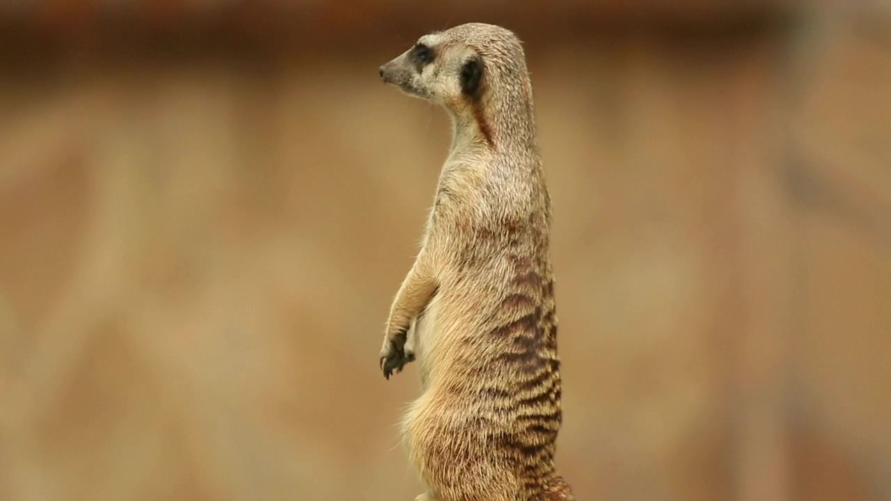 Meerkat watching to the distance, animal, wildlife, africa, and african