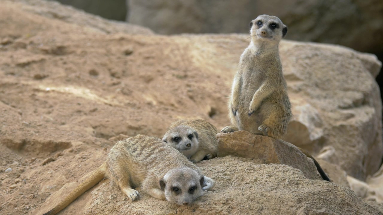 Meerkats laying on a rock, animal and wildlife